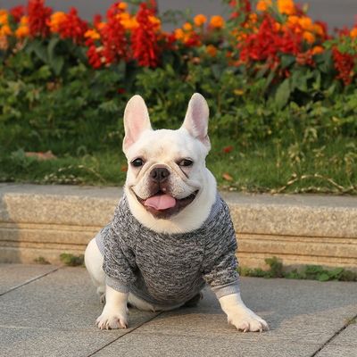 XS-XXL Accesorios de diferentes colores Ropa moderna para perros XS-XXL